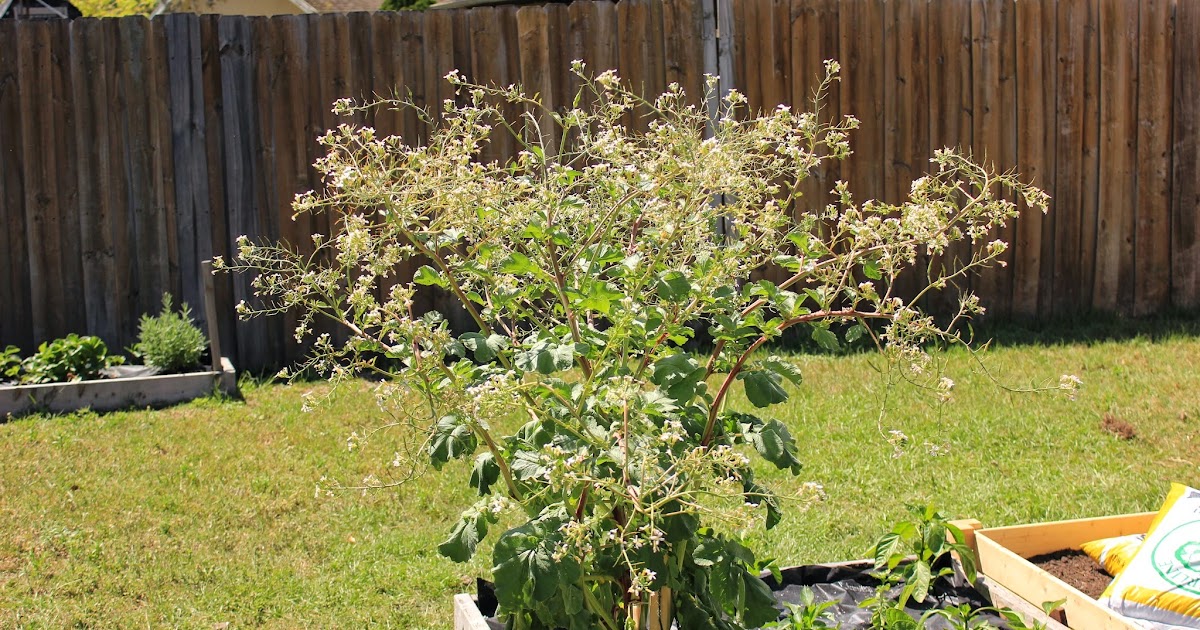Simply Easy DIY: Garden & Outdoor Projects